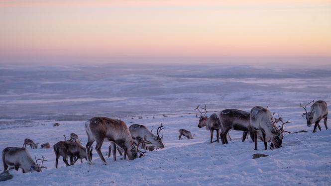 Amnesty vill att Sverige ratificerar ILO:s urfolkskonvention nr. 169.