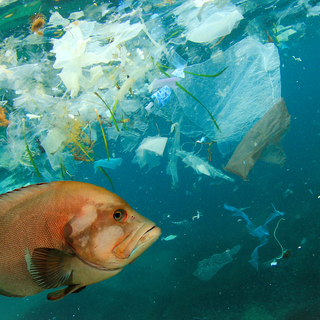 I augusti startar globala förhandlingar om att skapa världens första rättsligt bindande avtal om plastavfall. Men oljebolag och plastproducenter kan ställa sig i vägen.
