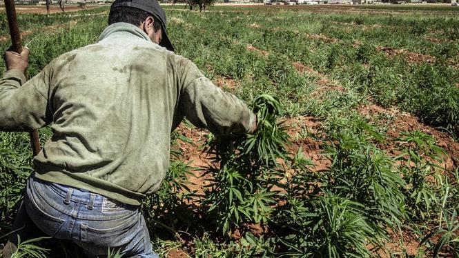 En olaglig cannabisodling i Bekaadalen i östra Libanon