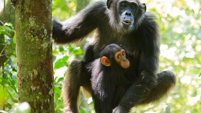 Schimpanshona med unge i Kibale National Park, Uganda.