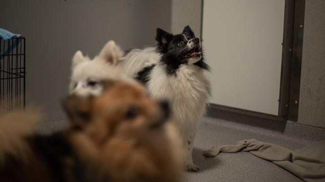 Människor samlar fler djur än de kan ta hand om. Vissa hamnar till sist på Hundstallet.