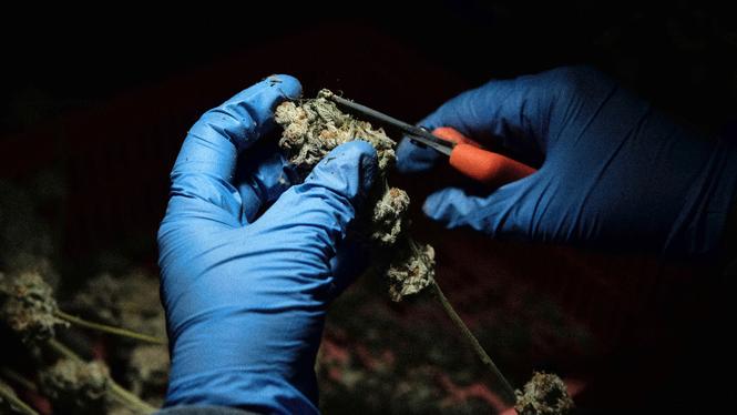 Cannabis odling i Kalifornien.