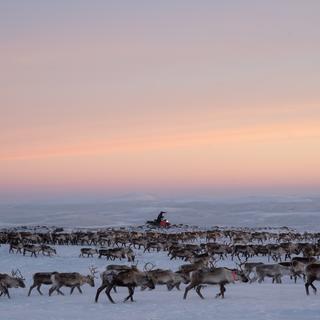 Flytt av Gabna samebys renar på nyårsdagen 2024.