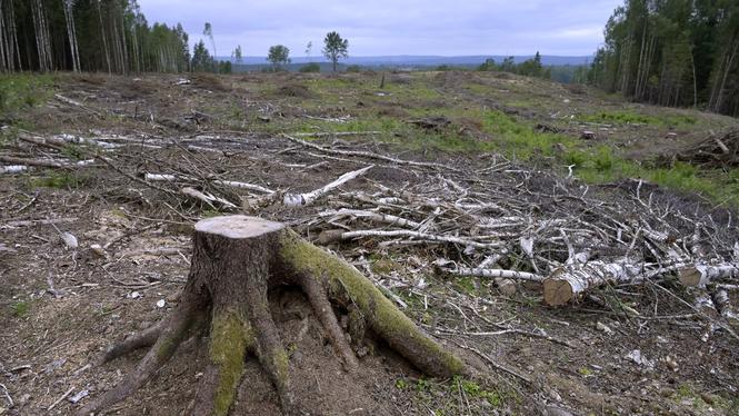 SCA har återkommande kritiserats för att avverka skog med höga naturvärden. Förra året gjorde företaget sju miljarder kronor i vinst.
