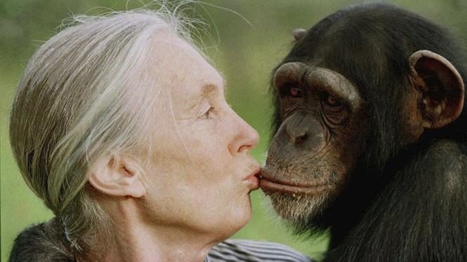 Jane Goodall pussar Tess, en kvinnlig schimpans