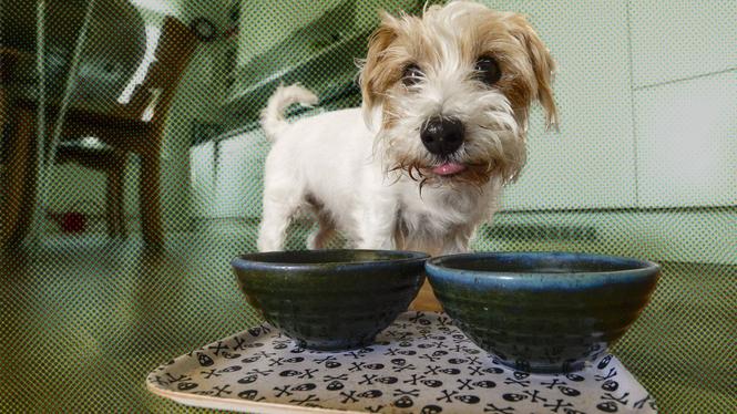 Jack Russell-terriern Kajsas mat ger, tillsammans med maten som hennes 500 miljoner rasfränder äter, upphov till utsläpp av växthusgaser som motsvarar ett mindre, asiatiskt land.
Foto: Leif R Jansson