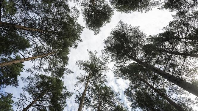 Effekterna av statens klimatarbete kan ha öveskattats då underlaget för besluten är bristfälliga, enligt Riksrevisionen. Arkivbild.
