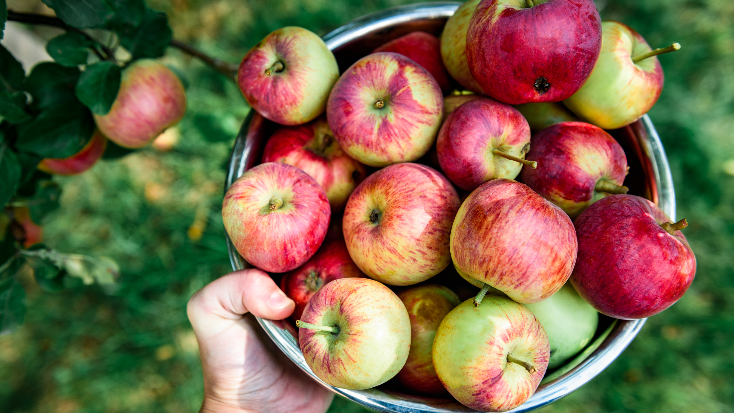 Det finns en hel värld bortom Royal Gala, Granny Smith, Pink Lady och Jona Gold.