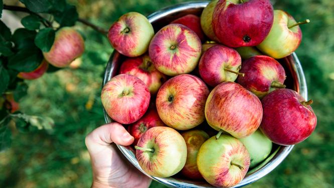 Det finns en hel värld bortom Royal Gala, Granny Smith, Pink Lady och Jona Gold.