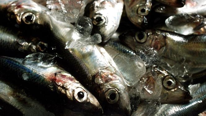 Östersjöns sill/strömmingsbestånd har under många år varit skört och balanserat på gränsen till kollaps. Ändå används den största delen av fisken till djurfoder.