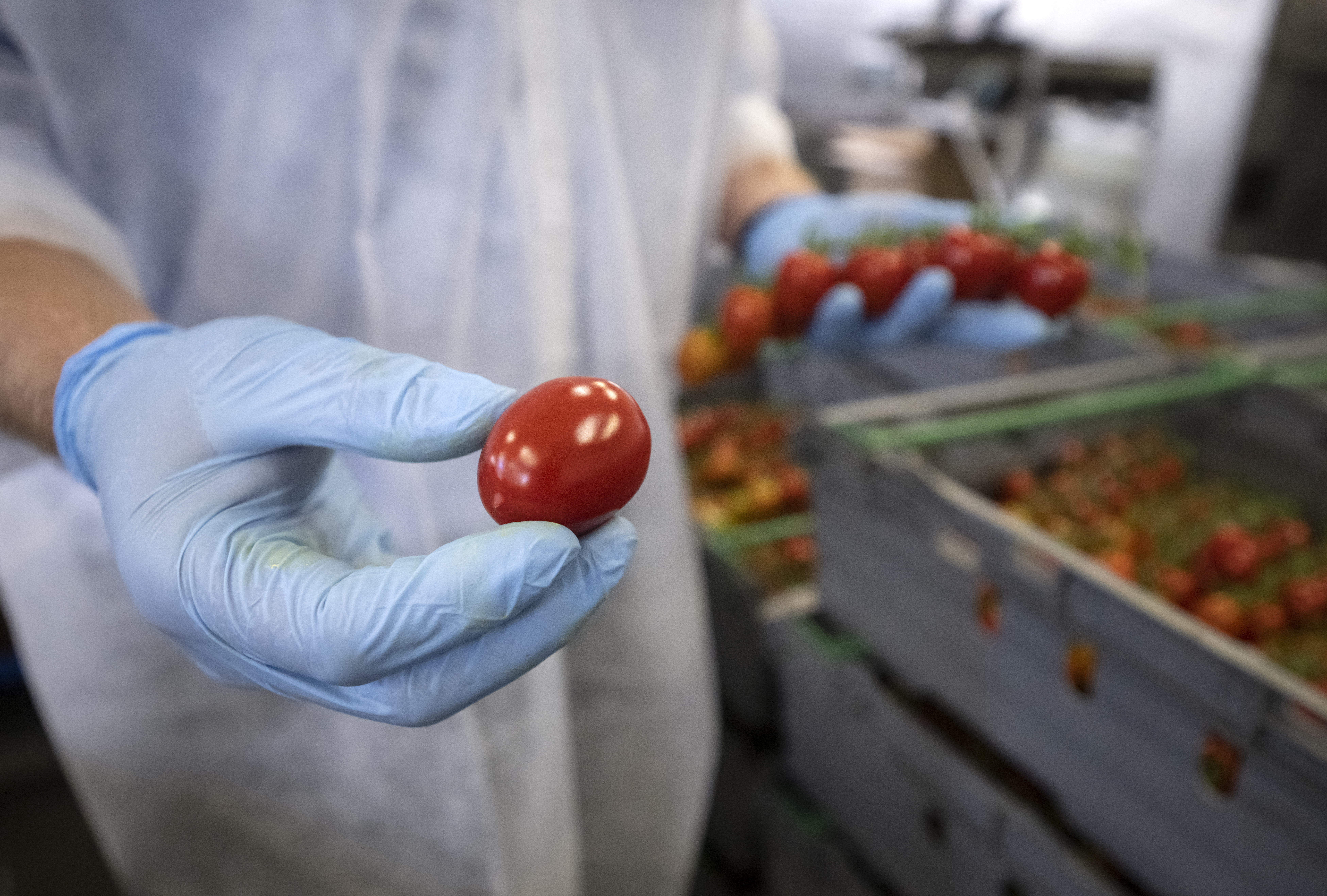 När Tidöregeringen presenterade sin livsmedelspolitik fick Jordbruksverket i uppdrag att ta fram mål för en ökad produktion.