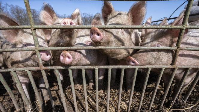 Det är många politiska viljor inom skogs- och jordbrukspolitiken.