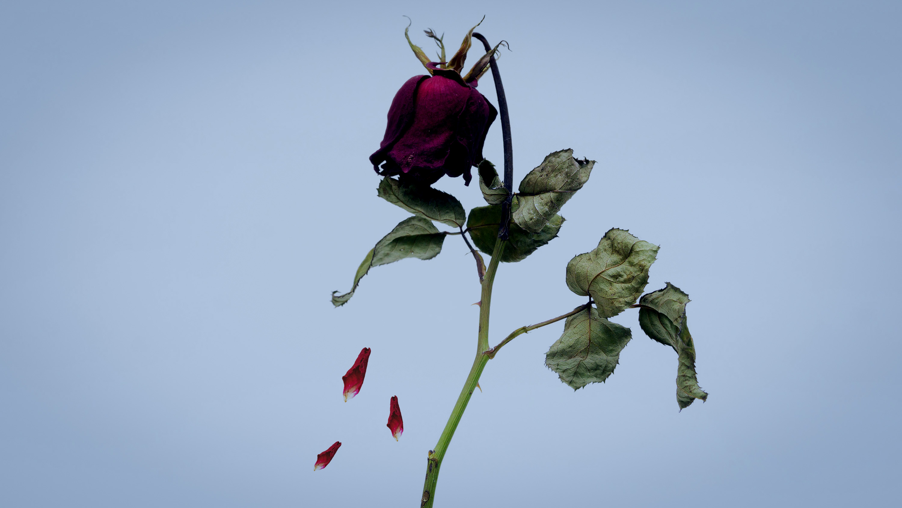 Sorgligast är ändå att de drag inom liberalism och konservatism som en socialist kan sympatisera med, inte blev de drag som vann inom respektive politisk riktning, skriver Nina Björk.