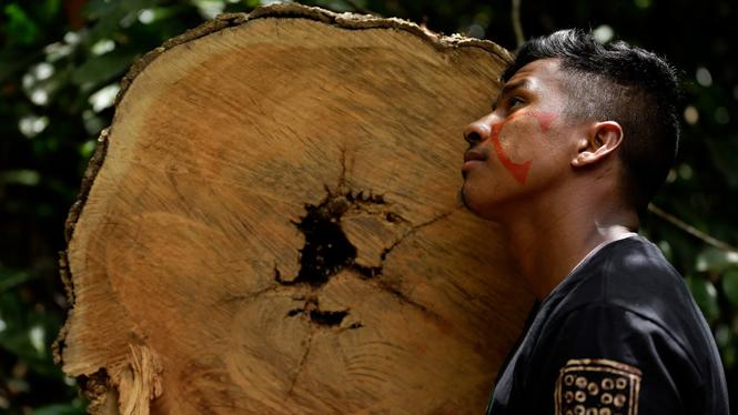 En man från ursprungsfolket Tenetehara i Brasilien lutar sig mot ett träd som fällts av illegala skogshuggare.