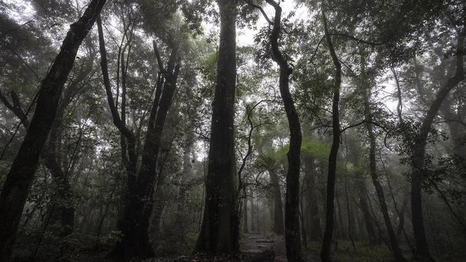 Regnskog i nordöstra Indien. Arkivfoto.