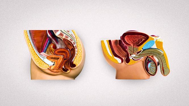 Om Kadhammar drar prostatakortet tänker jag dra urinrörskortet, menar Annie Croona. 