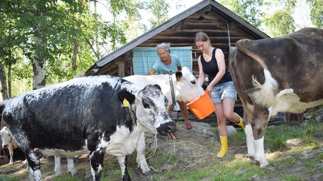 Krype fäbod ligger utanför Söderhamn i Hälsingland.