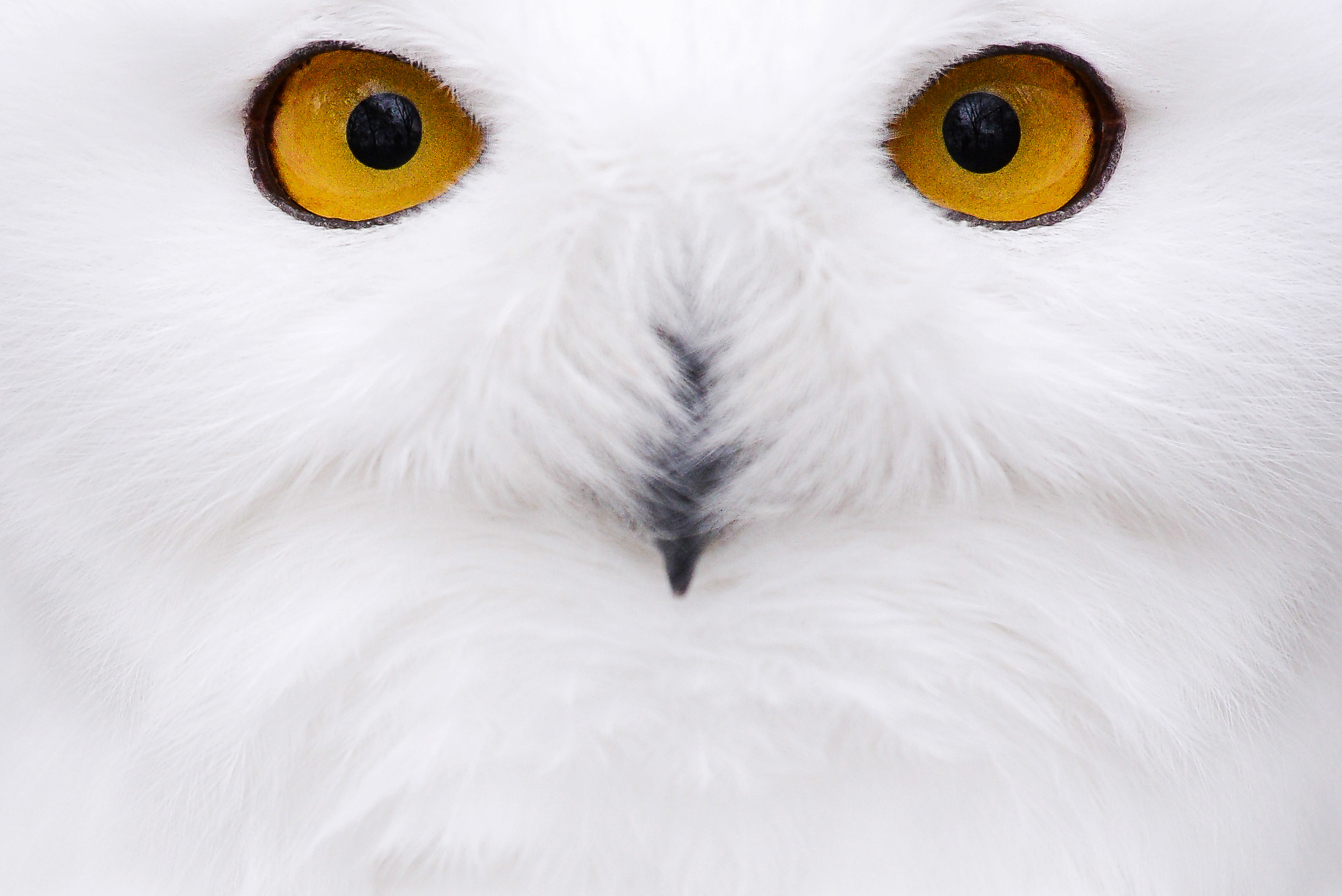 ”Ett samhälle som accepterar att arter tystnar, men fortsätter använda dem som dekor i reklam, film och inredningsbutiker, lever på överskottet av ett kulturkapital man inte längre fyller på”, skriver Misha Istratov