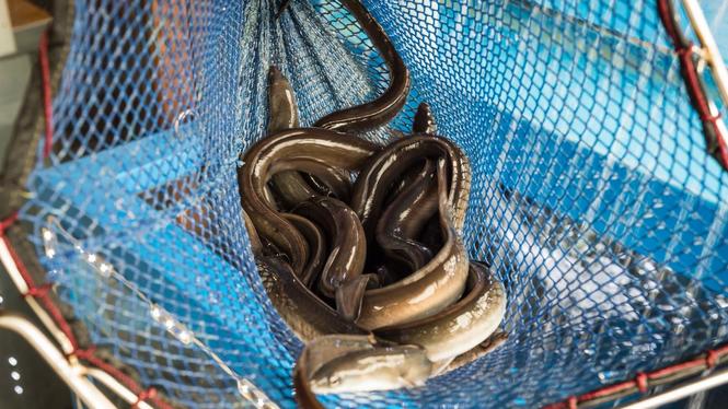 Infångad ål som ska förberedas för tillagning.