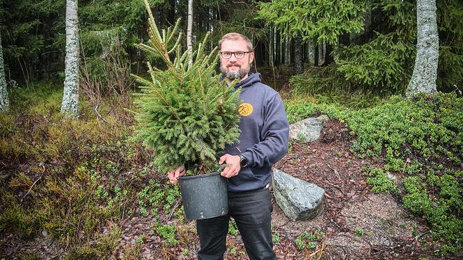 Julgransodlaren Torbjörn Granberg med en av sina krukodlade rödgranar. ”De granar som inte klarar sig gör vi biokol av. Det är något som jag också brinner för”, säger han.