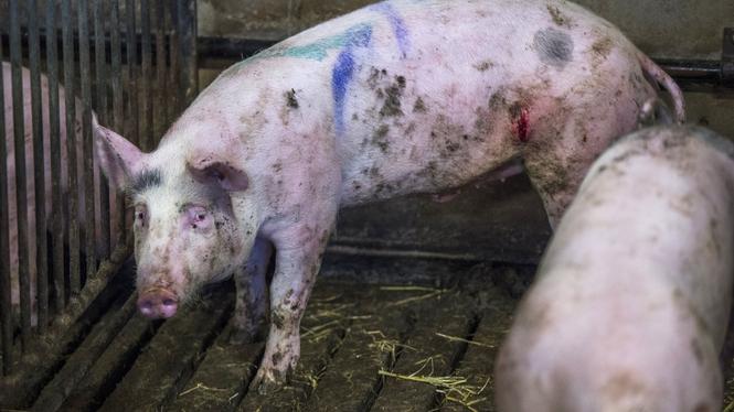 I livsmedelsproduktionen offras djurens välfärd ständigt för djurfabrikernas vinstmaximering, skriver Tina Hogevik. Arkivbild.