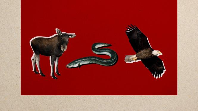 Älgen är ny på den svenska rödlistan över hotade arter – och ålen kvar sen tidigare. Havsörnen, som varit nära utrotning två gånger, platsar tack vare riktade insatser inte längre på rödlistan.