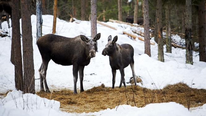 Älgen är ny på den svenska rödlistan över hotade arter.