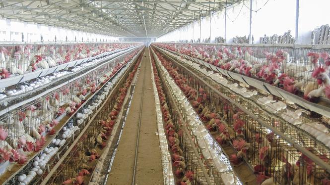 Kycklingfarm i Namakkal, Indien. Inför 2025 prognostiserades att landets fjäderfäindustri skulle producera 154 miljarder ägg och 5,6 miljoner ton kött.