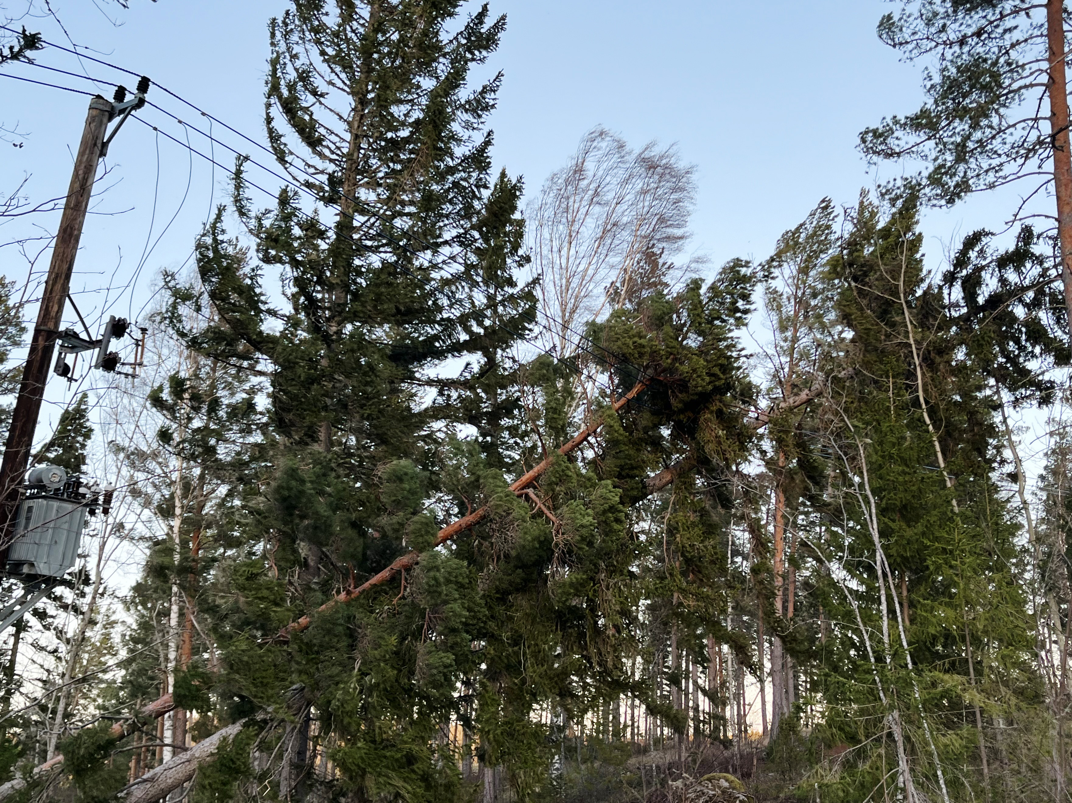 Nedblåsta träd över elledningar orsakar strömavbrott i spåren av stormen Johannes som dragit in över mellersta och norra Sverige med starka vindar, som här i Delsbo. 
