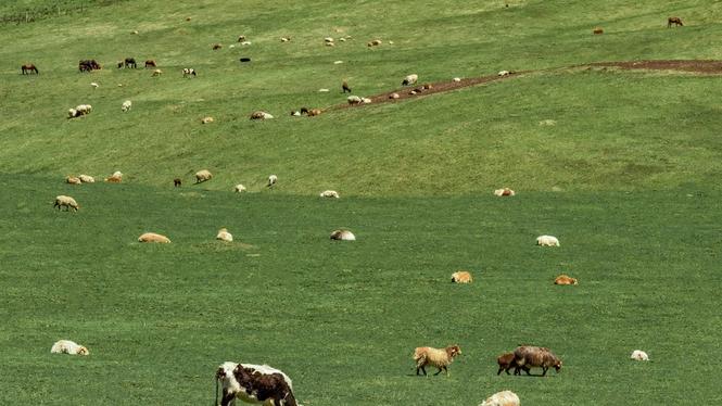 Nötkött kan bli billigare i EU när frihandelsavtalet med Sydamerika blir verklighet. Detta bekymrar bönder och intresseorganisationer som ser avtalet som klimat- och hälsoskadligt.