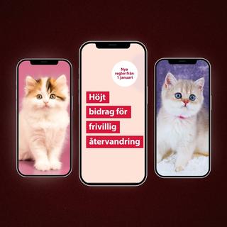 Bland scrollandet på söta katter dök något annat upp i Somar Al Nahers flöde.