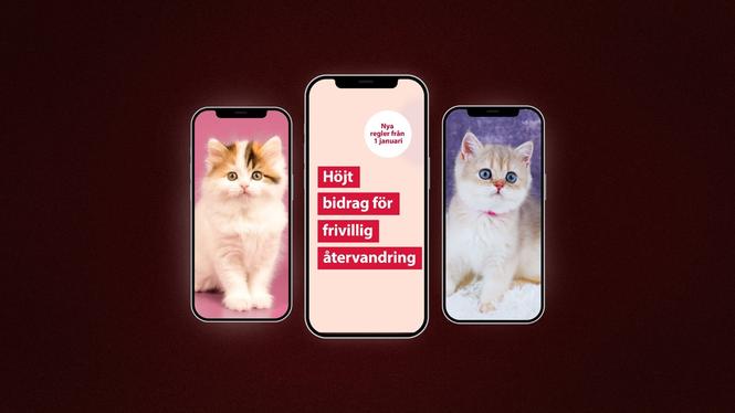 Bland scrollandet på söta katter dök något annat upp i Somar Al Nahers flöde.