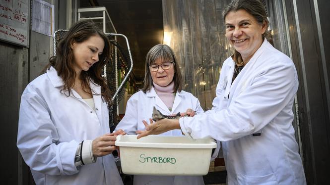 Riksdagsledamot Rebecka Le Moine (MP), kommunalråd Karin Pleijel (MP), och Linnéa Jägrud med en av de störar som har hunnit växa till sig. Men för att klara sig i saltvatten måste den vara ännu lite större. 