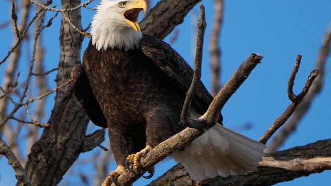 En vithövdad örn granskar landskapet vid Loess Bluffs National Wildlife Refuge i Missouri, USA.