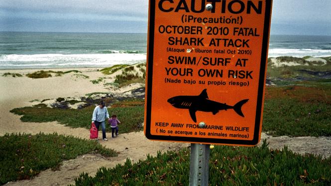 Varmare hav leder till att hajar söker sig närmare där människor finns.