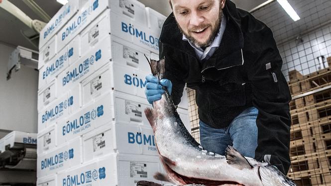 Lax i en laxodling i närheten av Haugesund i Norge. Arkivbild.