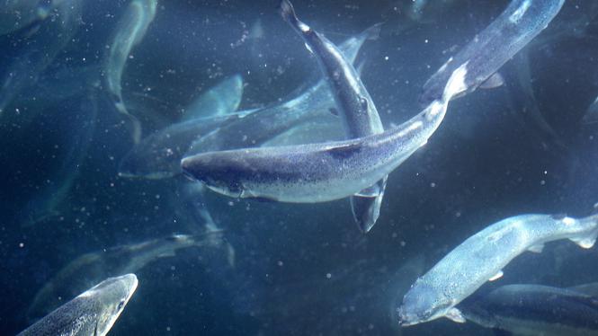 Lax i en av världens största odlingar på Frøya i Trøndelag, Norge. Den odlade laxen lever ett svårt liv innan den hamnar i butiken och på tallriken. En ny underökning visar stora giftkoncentrationer i havsmiljön runt odlingarna.
