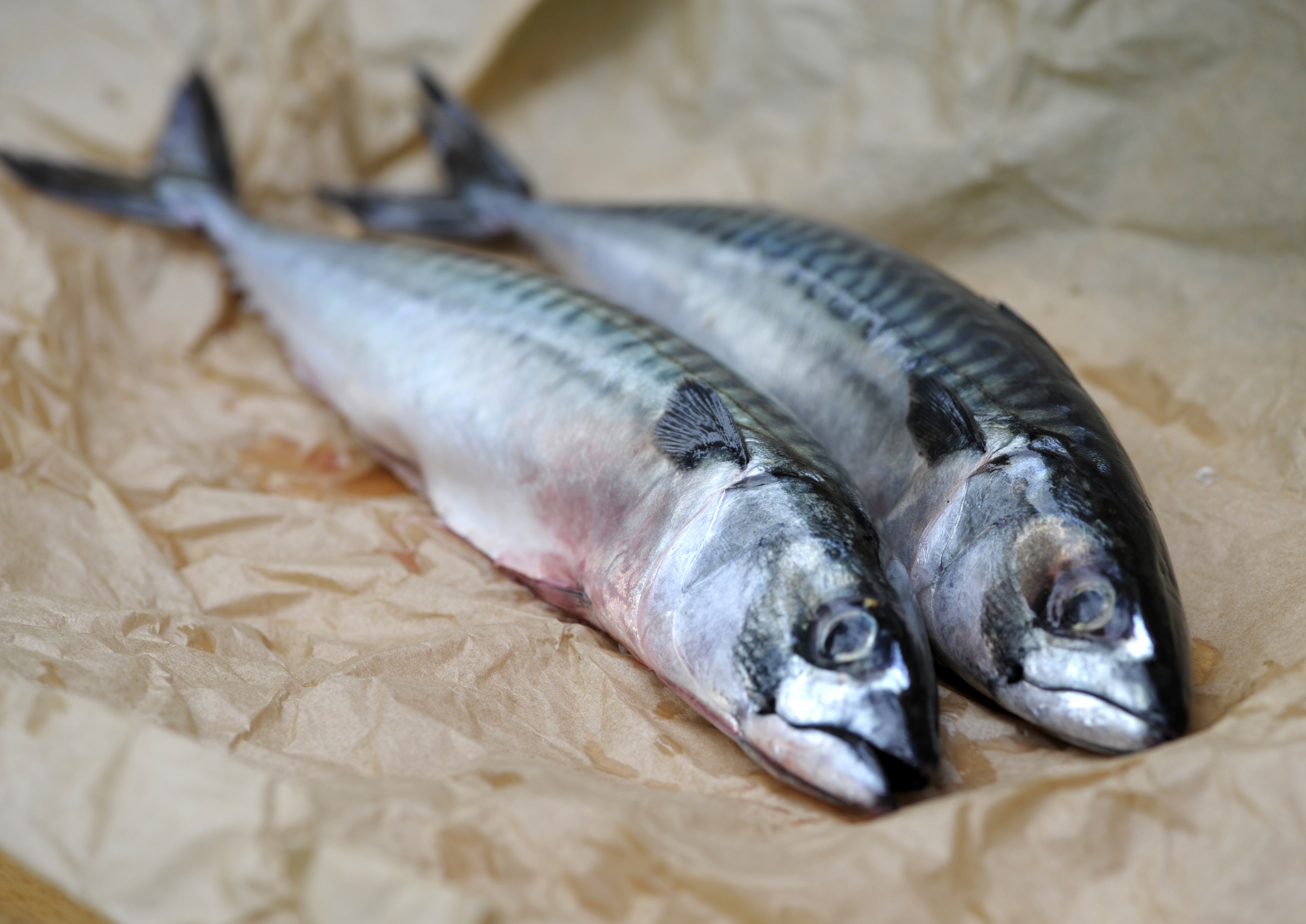 Det allt varmare klimatet är ett stort hot mot fiskbestånd på norra halvklotet, visar ny forskning. Värmeböljor kan gynna fisk i kallare vatten – men bara tillfälligt.