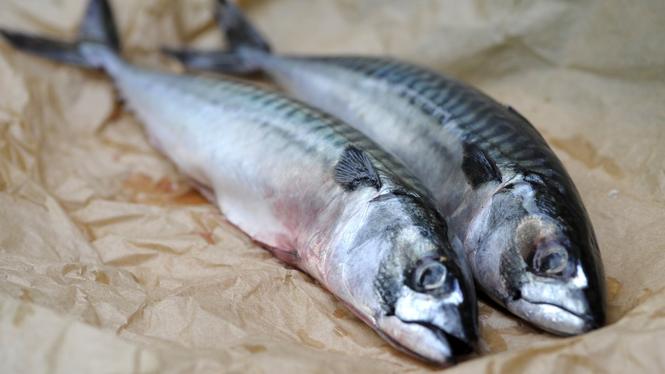 Det allt varmare klimatet är ett stort hot mot fiskbestånd på norra halvklotet, visar ny forskning. Värmeböljor kan gynna fisk i kallare vatten – men bara tillfälligt.