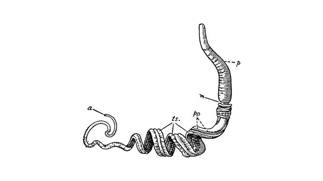 Balanoglossus, en modern art i familjen ollonmaskar som påminner människans förfader.