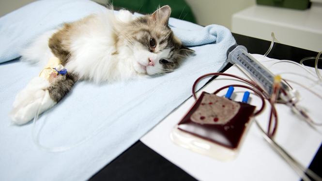 Vänsterpartiet presenterar flera åtgärder för att sänka veterinärpriserna. På bild syns katten Charlie.