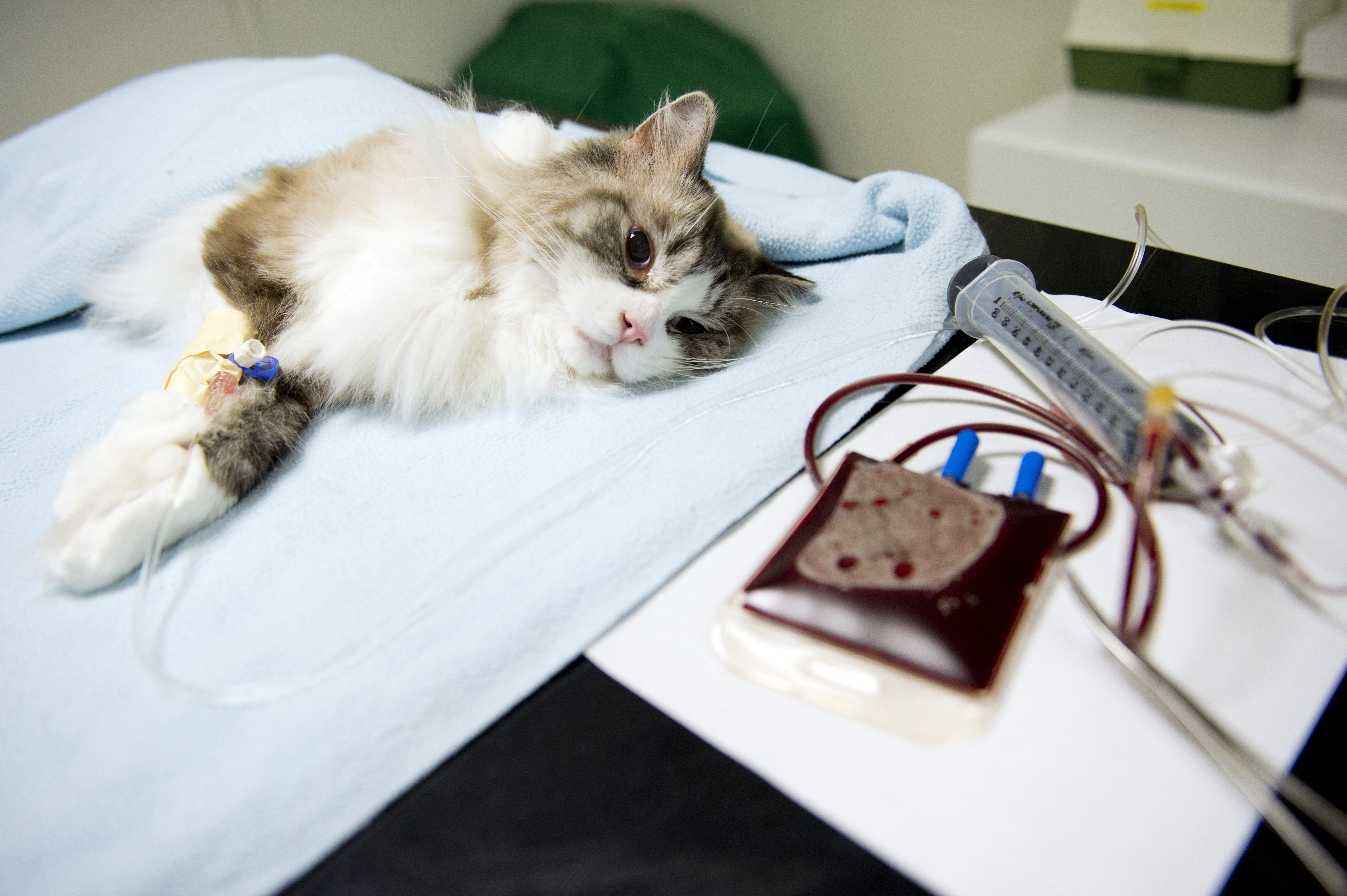 Vänsterpartiet presenterar flera åtgärder för att sänka veterinärpriserna. På bild syns katten Charlie.