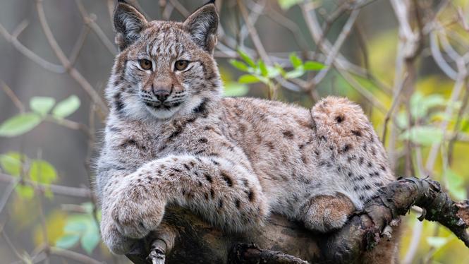 Årets lodjursjakt har stoppats tillfälligt efter överklaganden från bland andra Naturskyddsföreningen och Svenska rovdjursföreningen.