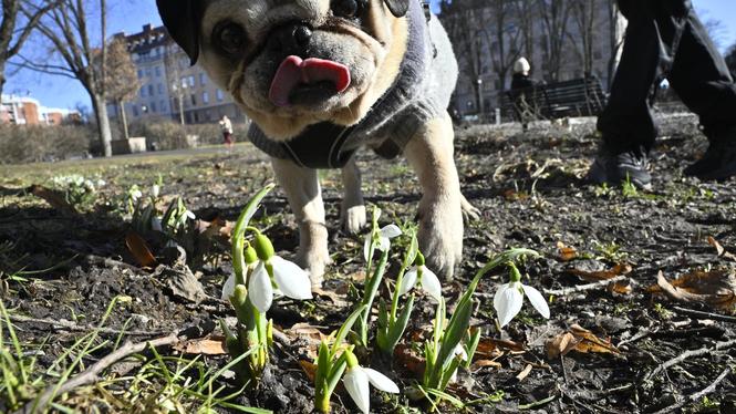 Våren kommer allt tidigare. Under 1950–2000 dök den i genomsnitt upp den 24 mars. Numera kommer den redan den 9 mars, enligt ett genomsnitt av 26 stationer från Kiruna till Lund.