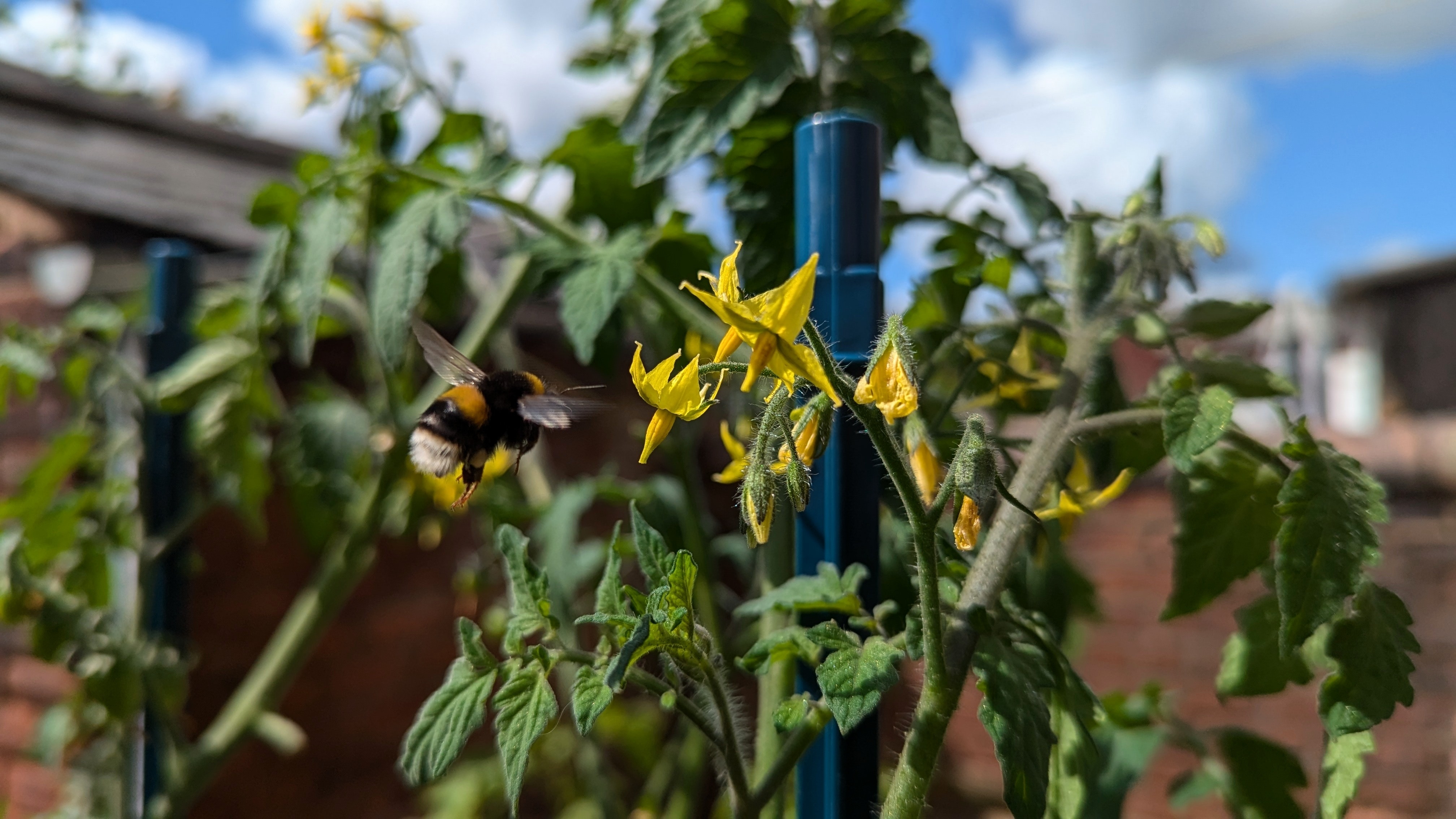 En tomatodling i Sverige köpte just in 6000 humlor från Holland.