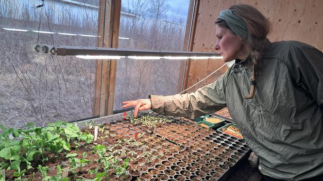 Trädgårdsmästare Emma Nordström tittar till de tidiga frösådderna till andelsodlingen.