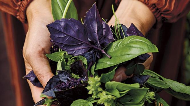 Med egna örter kommer du få nya perspektiv – och godare mat!