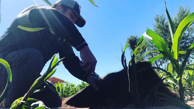 Hårmattor vid majsodlingar i torkdrabbade Chile gjorde att behovet av bevattning minskade med nästan hälften.