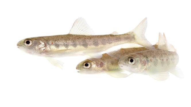 Störst var beteendeförändringen hos laxarna som utsatts för bensoylekgonin. De blev djärvare och simmade längre sträckor.