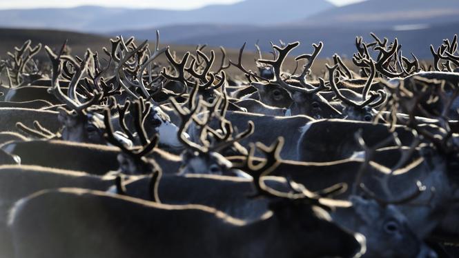 KD tycker att rennäringens intressen väger för tungt. Lokalpolitiker i Jokkmokk reagerar starkt på utspelet.